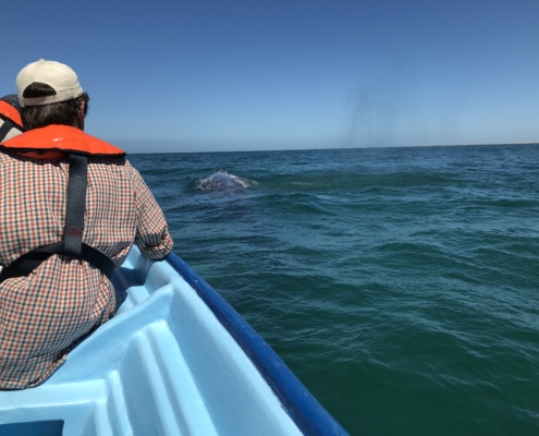 Lindblad whale watching in Baja California