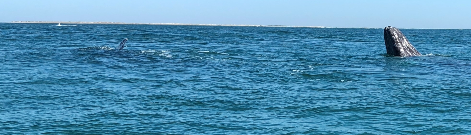 Whale spyhopping in Baja California