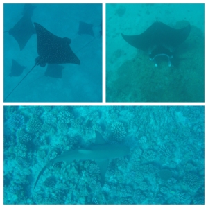 snorkeling pictures of manta ray, eagle rays and lemon shark