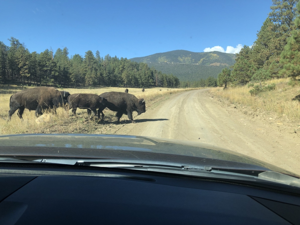 bison crossing road in vermejo