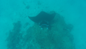 Manta ray in Bora Bora seen on private snorkeling trip