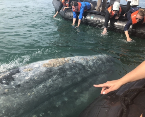 Gray whale encounter in Magadalena Bay with Lindblad Expeditions