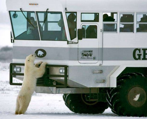Polar bear checking out Natural Habitat expedition vehicle