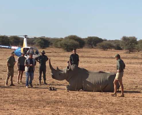 Rhino conservation project in Africa