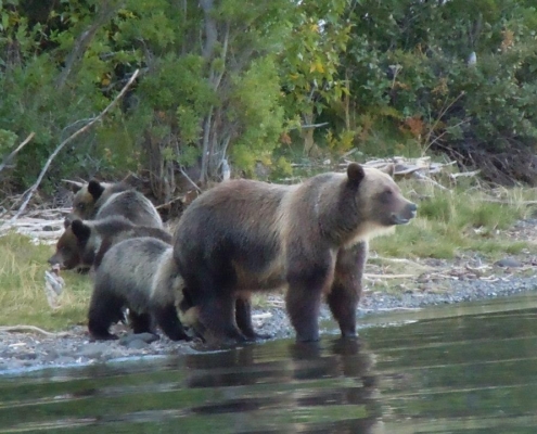 Black bears in British Columbia near a wilderness lodge