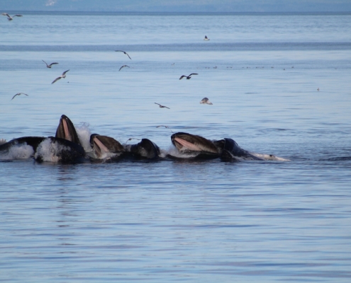 Pod of whales in Alaska